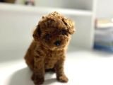 Toy Poddle Teacup