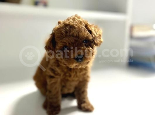 Toy Poddle Teacup görsel