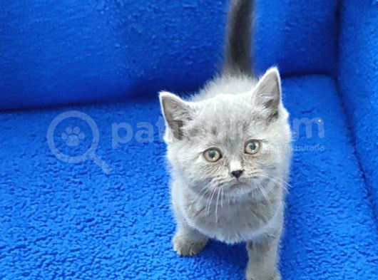 Tesli̇me Hazir Mükemmel Ponçi̇kler görsel