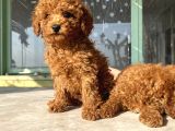 Red Brown Toy Poodle Bebekleri̇m