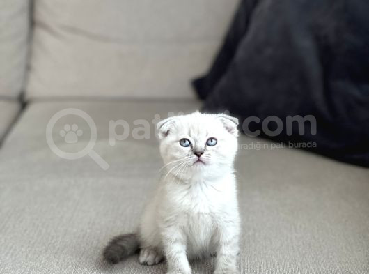Sevi̇mli̇ Surat Scotti̇sh Fold Yavrum görsel
