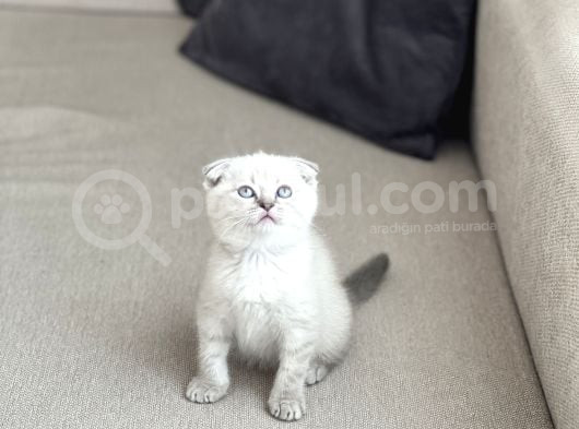 Sevi̇mli̇ Surat Scotti̇sh Fold Yavrum görsel