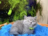 British Shorthair Blue Dişi Yavru