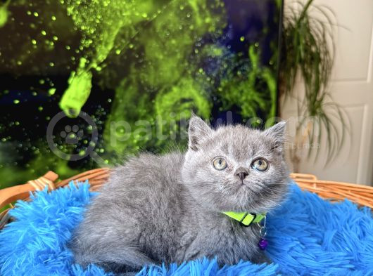 British Shorthair Blue Dişi Yavru görsel