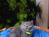 British Shorthair Blue Dişi Yavru