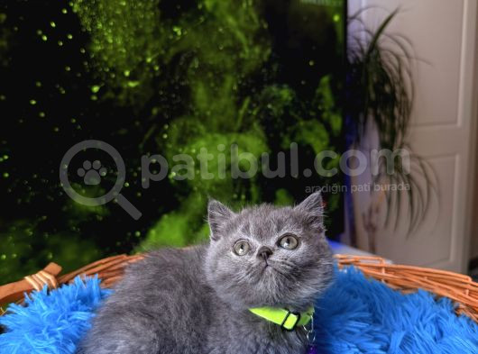 British Shorthair Blue Dişi Yavru görsel