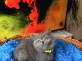 British Shorthair Blue Dişi Yavru