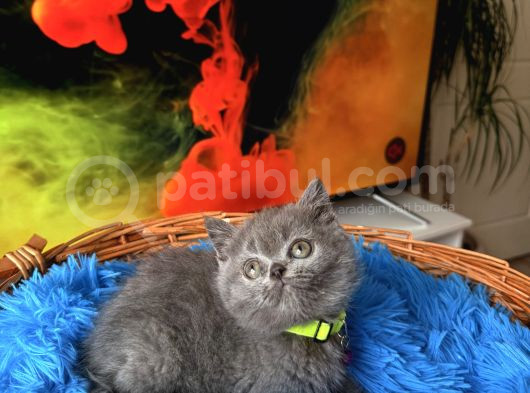 British Shorthair Blue Dişi Yavru görsel