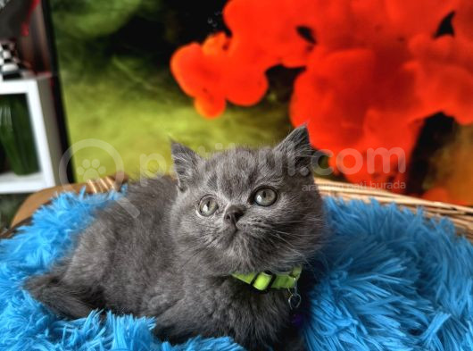 British Shorthair Blue Dişi Yavru görsel