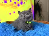 British Shorthair Blue Dişi Yavru