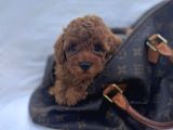 Evi̇ni̇zi̇n Neşei̇ Olucak Erkek Di̇şi̇ Toy Poodle Bebekler