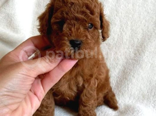 Bebek Yüzlü Toy Poodle Bebek görsel