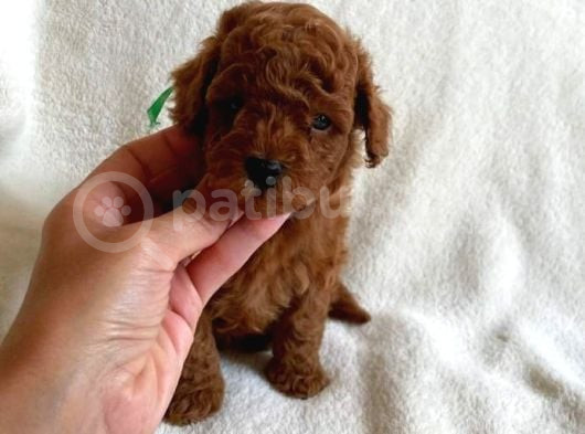 Bebek Yüzlü Toy Poodle Bebek görsel
