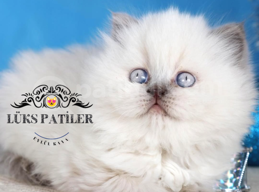 Güzel Gözlüm Bluepoint British Longhair görsel