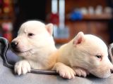 Burkem Ailesinden Maskeli Husky Bebeklerimiz