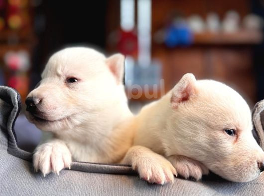 Burkem Ailesinden Maskeli Husky Bebeklerimiz görsel