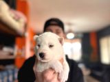 Burkem Ailesinden Maskeli Husky Bebeklerimiz