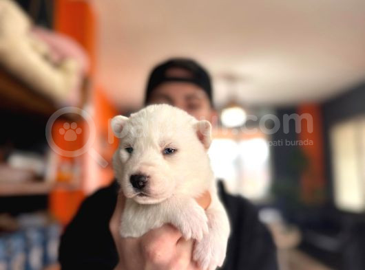 Burkem Ailesinden Maskeli Husky Bebeklerimiz görsel
