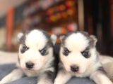 Burkem Ailesinden Maskeli Husky Bebeklerimiz