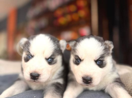 Burkem Ailesinden Maskeli Husky Bebeklerimiz görsel