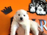 Tr 1 Adayı Ödüllü Babadan Ayı Yavrusu Samoyed