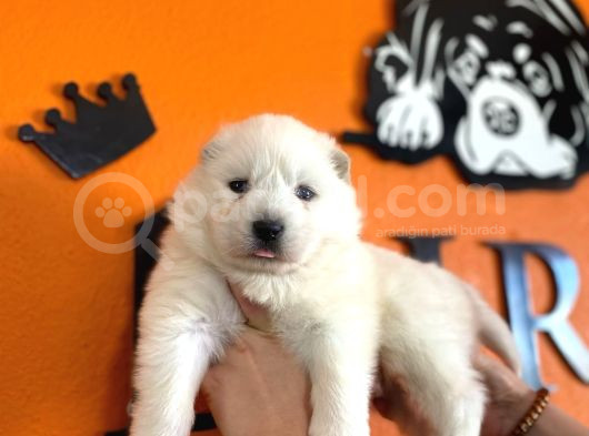 Tr 1 Adayı Ödüllü Babadan Ayı Yavrusu Samoyed görsel