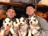 Çapkın Husky Bebeklerimiz Sizi Bekliyor