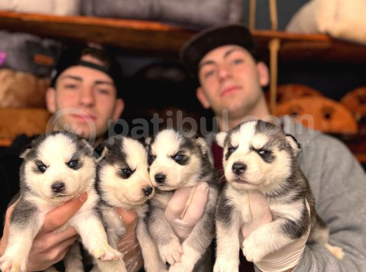 Çapkın Husky Bebeklerimiz Sizi Bekliyor görsel