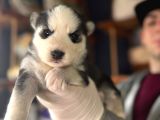 Çapkın Husky Bebeklerimiz Sizi Bekliyor