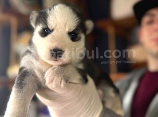 Çapkın Husky Bebeklerimiz Sizi Bekliyor görsel