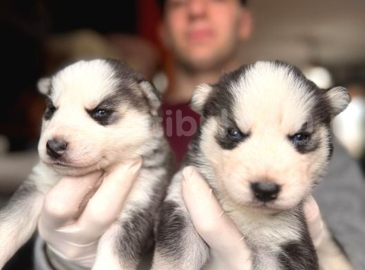 Çapkın Husky Bebeklerimiz Sizi Bekliyor görsel