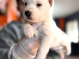 Çapkın Husky Bebeklerimiz Sizi Bekliyor