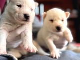 Çapkın Husky Bebeklerimiz Sizi Bekliyor