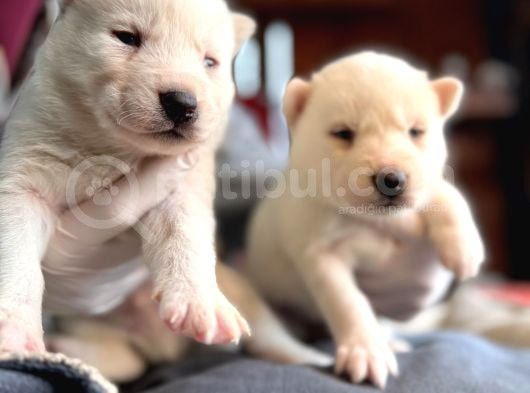 Çapkın Husky Bebeklerimiz Sizi Bekliyor görsel