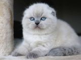 Deniz Mavisi Gözlü Blue Point Scottish Fold Shorthair