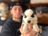 Burkem Ailesinden Maskeli Husky Bebeklerimiz