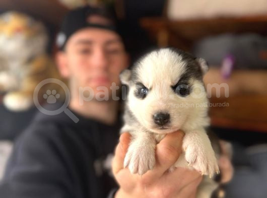 Burkem Ailesinden Maskeli Husky Bebeklerimiz görsel