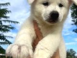 Beyaz Japon Akita Yavrularımız