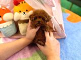 Kore Poodle 2 Ki̇loyu Geçmez