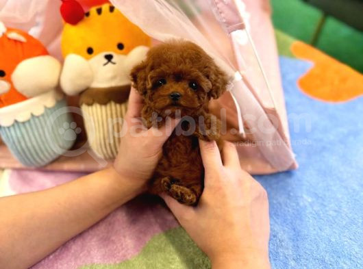 Kore Poodle 2 Ki̇loyu Geçmez görsel