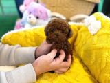 Kore Poodle 2 Ki̇loyu Geçmez