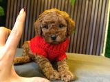 TOY POODLE DIŞI ERKEK MEVCUT