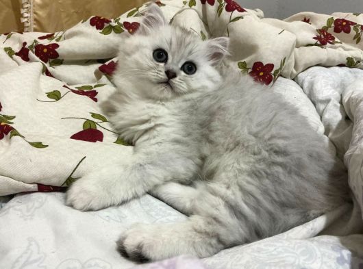 Küçük Sevecen Ve Oyuncu Yavrularımız Yeni Evlerini Arıyor görsel