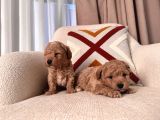 Kıvırcık Maltipoo Bebeklerim