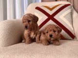 Kıvırcık Maltipoo Bebeklerim