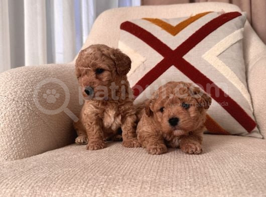 Kıvırcık Maltipoo Bebeklerim görsel
