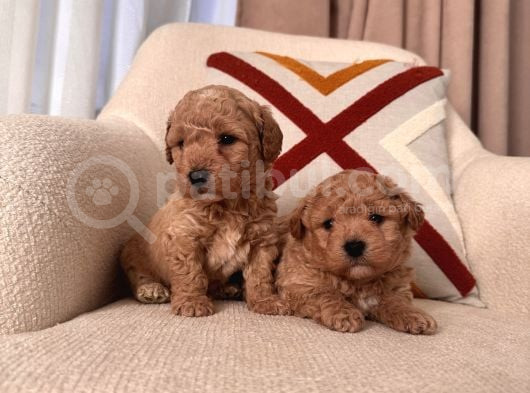 Kıvırcık Maltipoo Bebeklerim görsel
