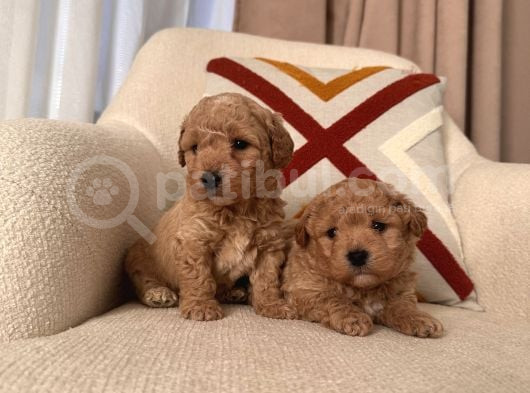 Kıvırcık Maltipoo Bebeklerim görsel
