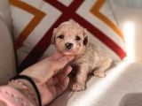 Orjinal Maltipoo Bebeklerim