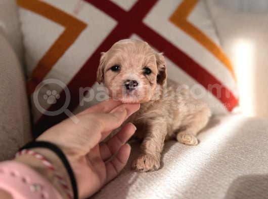 Orjinal Maltipoo Bebeklerim görsel